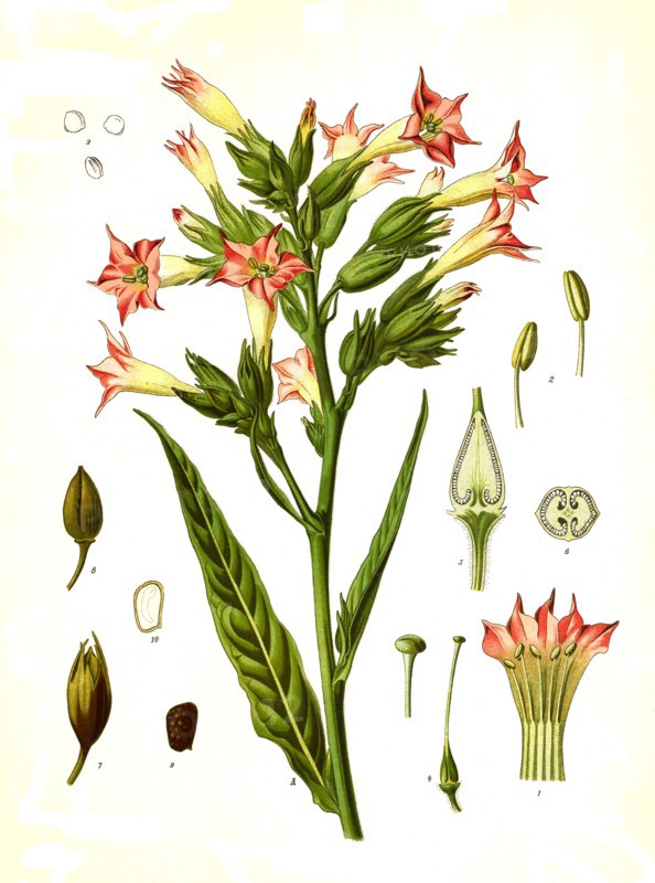 Medicinal Plant