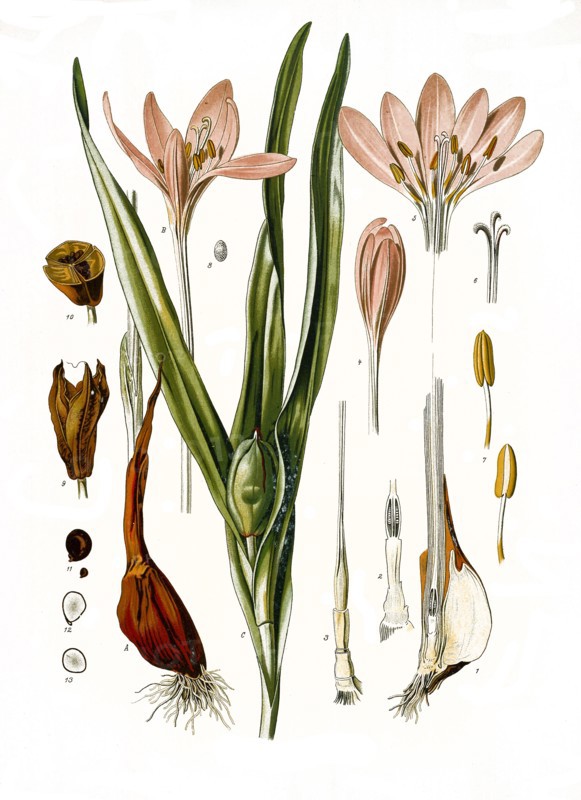 Medicinal Plant