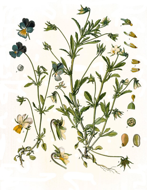 Medicinal Plant