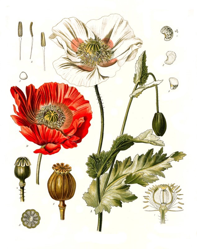 Medicinal Plant