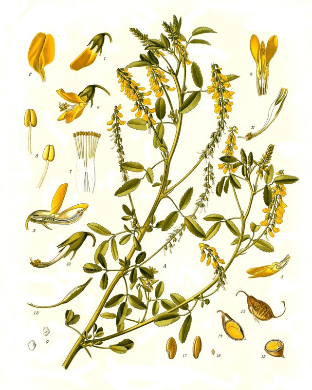 Medicinal Plant