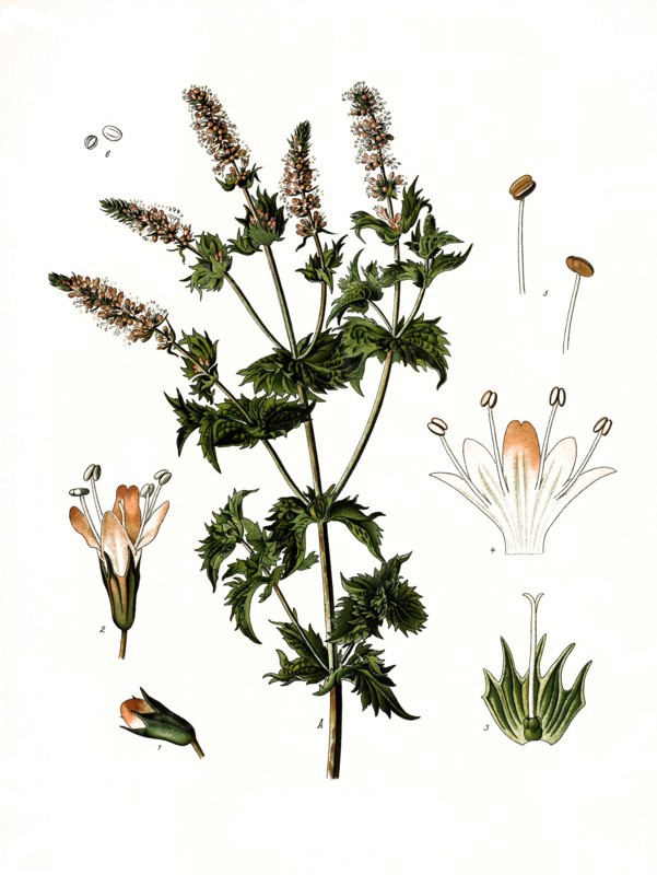 Medicinal Plant