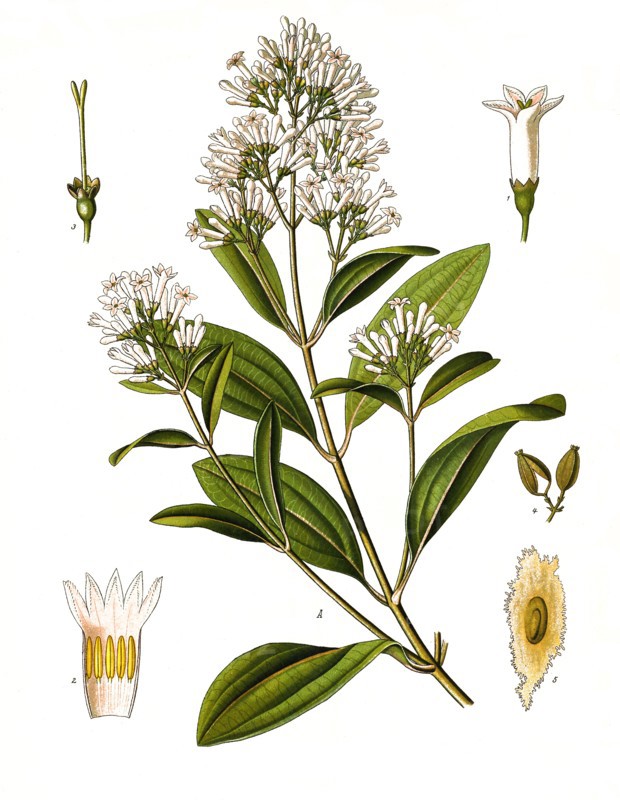 Medicinal Plant