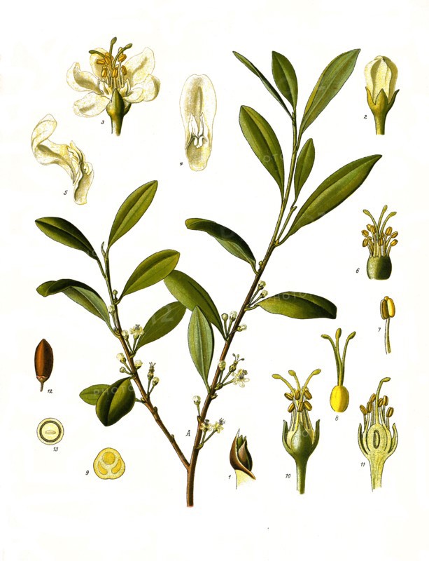 Medicinal Plant