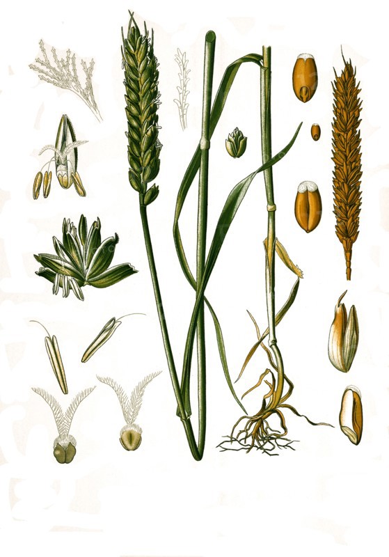 Medicinal Plant