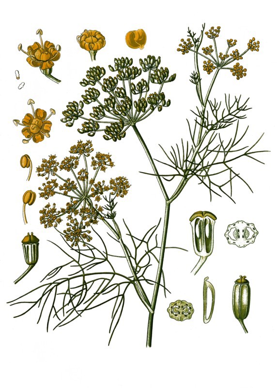 Medicinal Plant