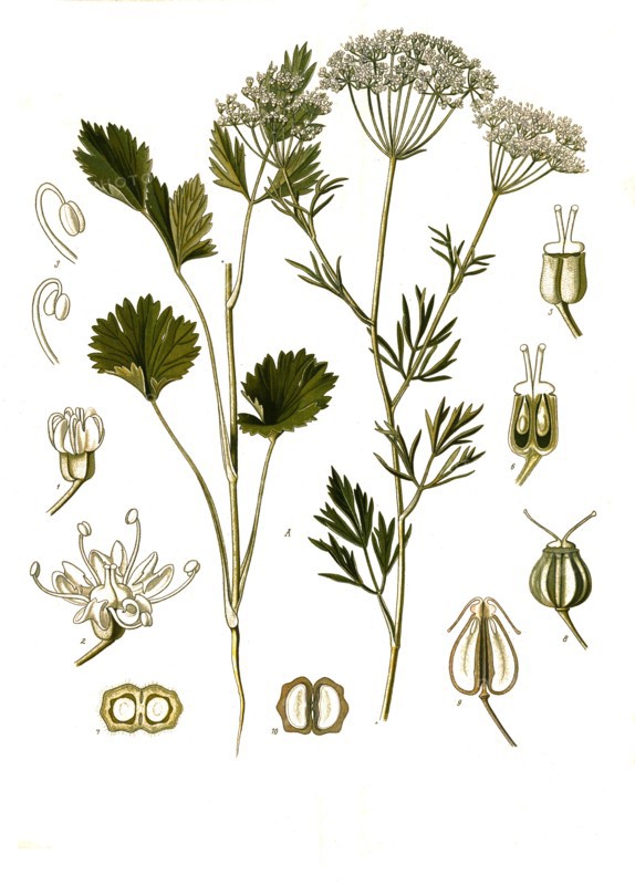 Medicinal Plant