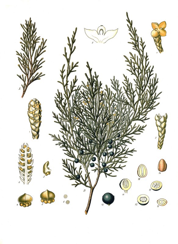 Medicinal Plant