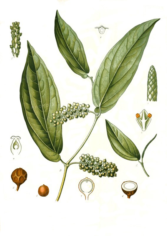 Medicinal Plant