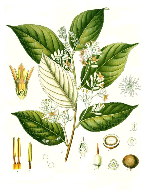 Medicinal Plant