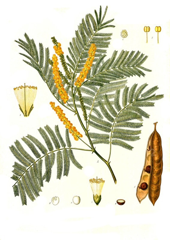 Medicinal Plant