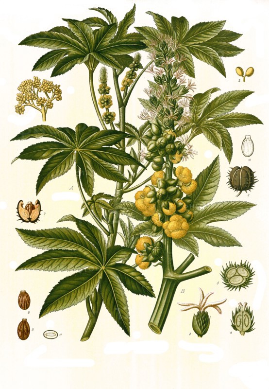 Medicinal Plant