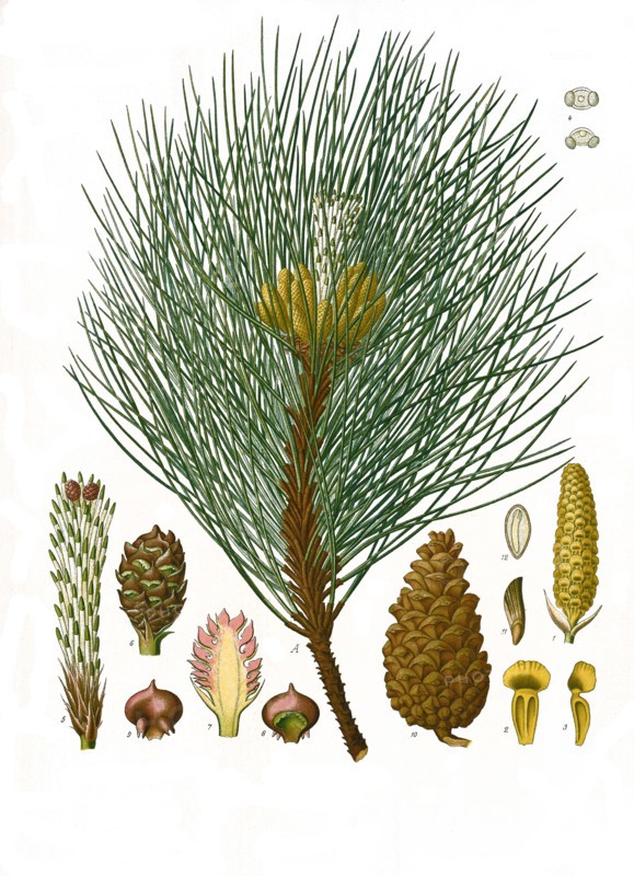 Medicinal Plant