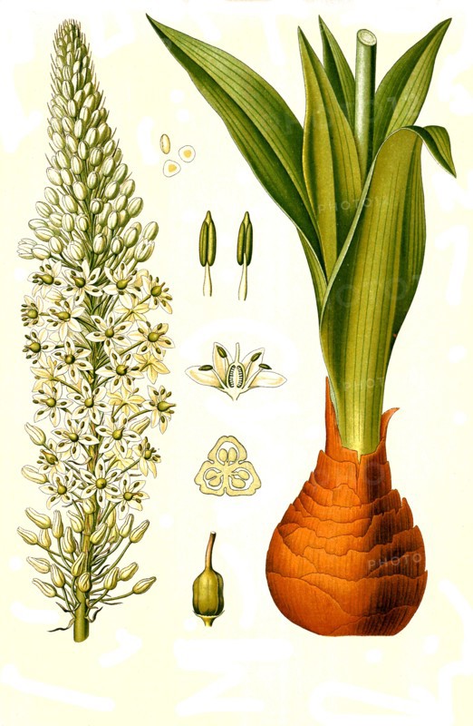 Medicinal Plant