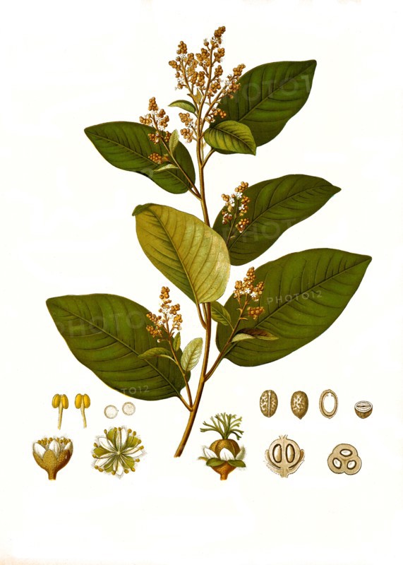 Medicinal Plant