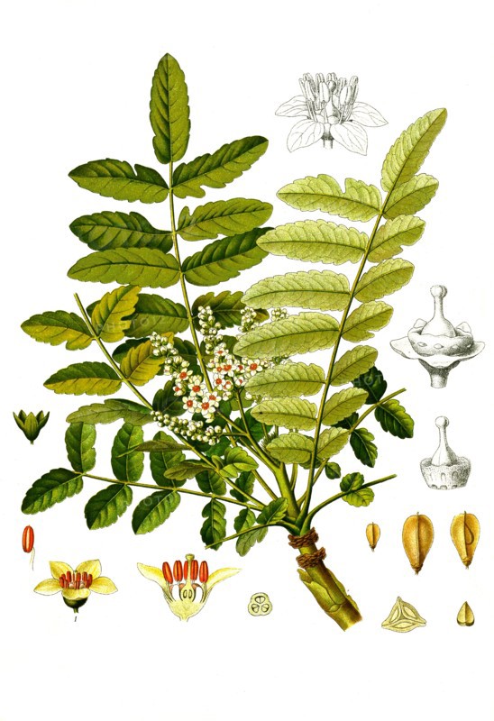 Medicinal Plant