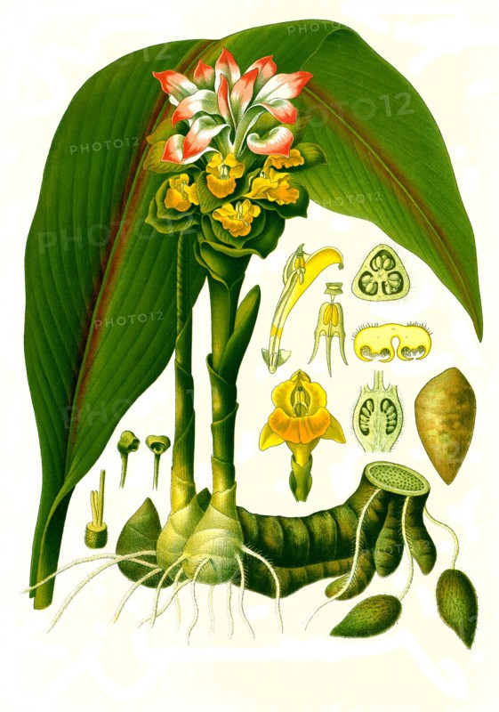 Medicinal Plant