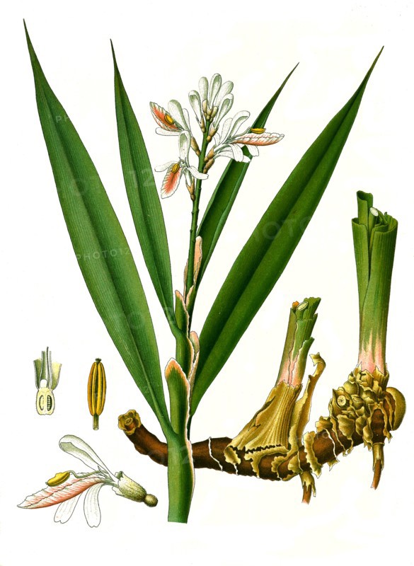 Medicinal Plant