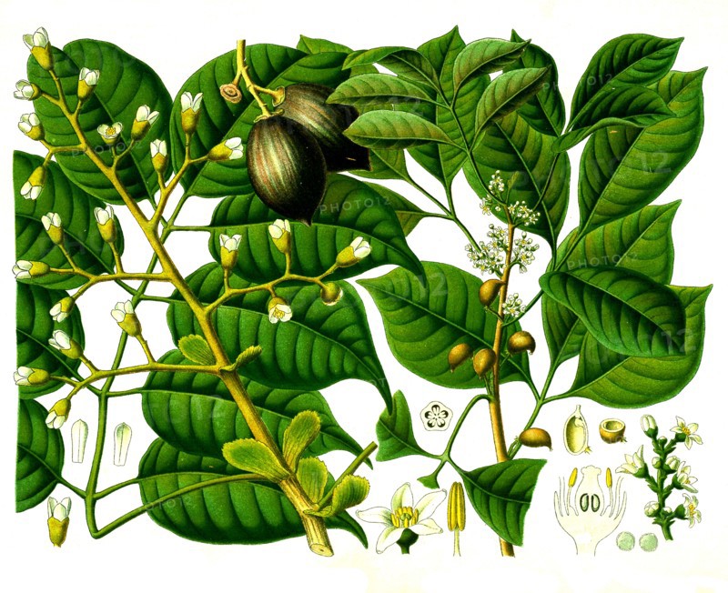 Medicinal Plant