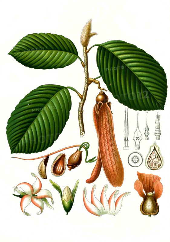 Medicinal Plant