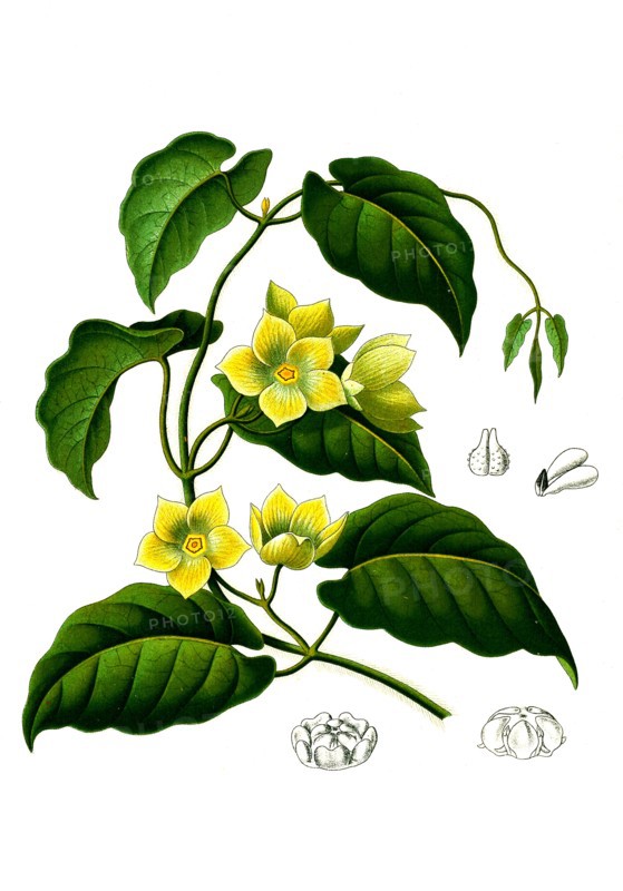 Medicinal Plant
