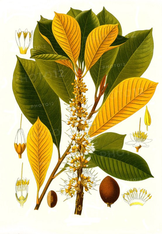 Medicinal Plant