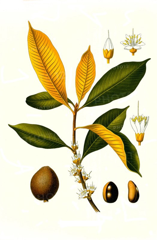 Medicinal Plant