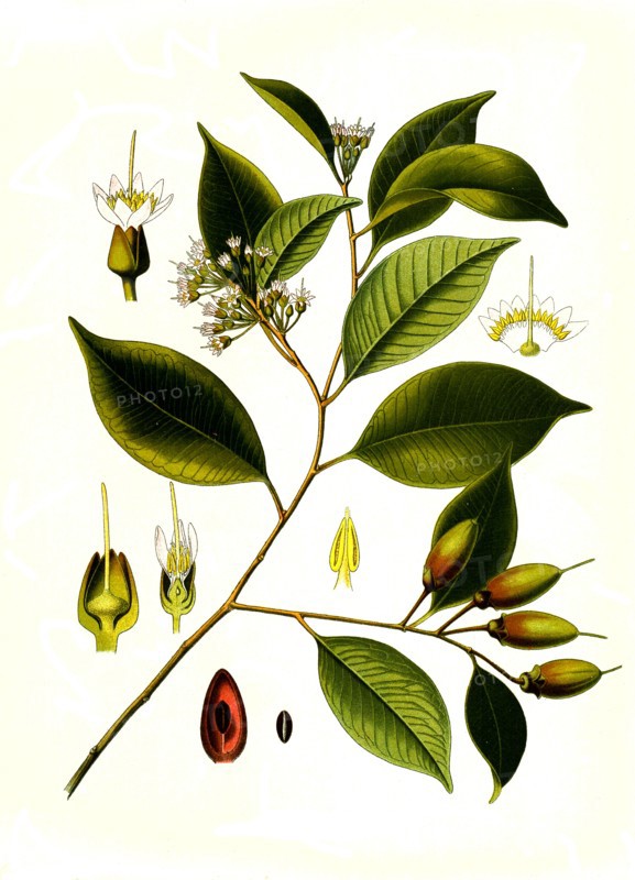Medicinal Plant