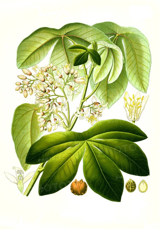 Medicinal Plant