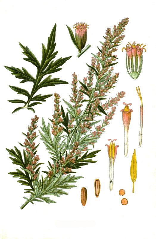 Medicinal Plant
