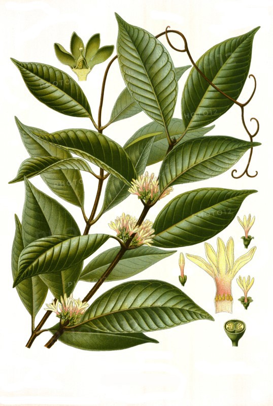 Medicinal Plant