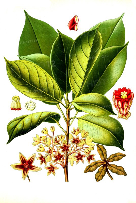 Medicinal Plant