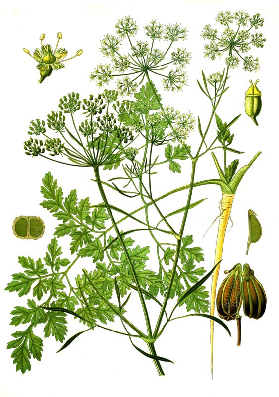 Medicinal Plant