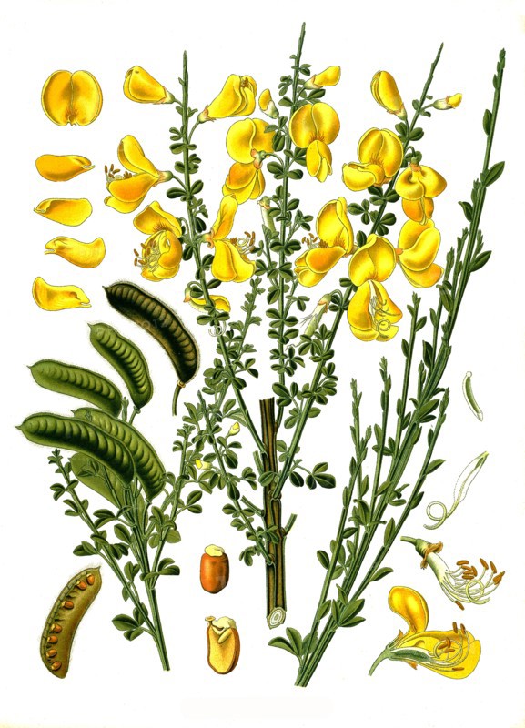 Medicinal Plant