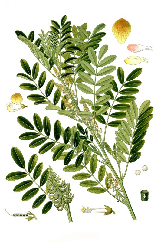 Medicinal Plant