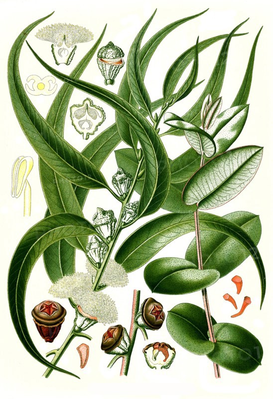 Medicinal Plant