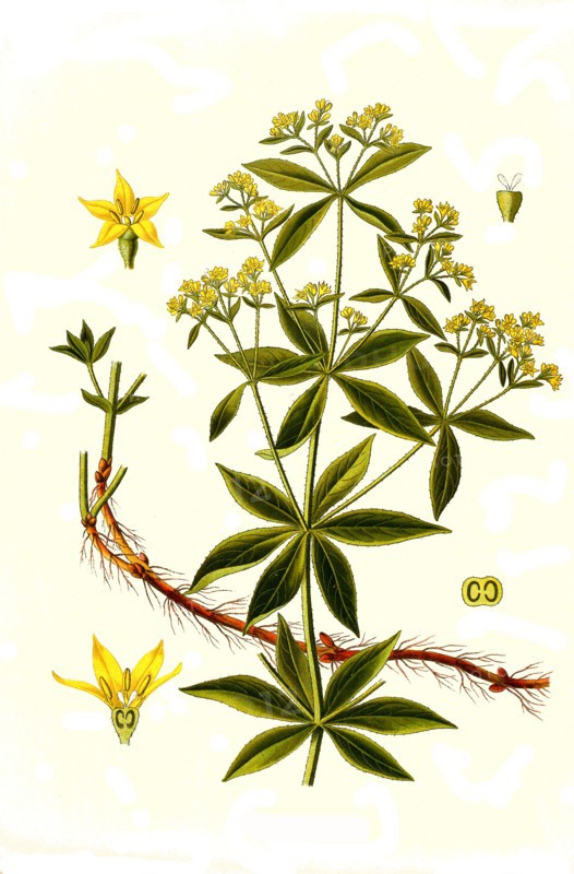 Medicinal Plant