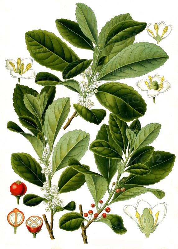 Medicinal Plant