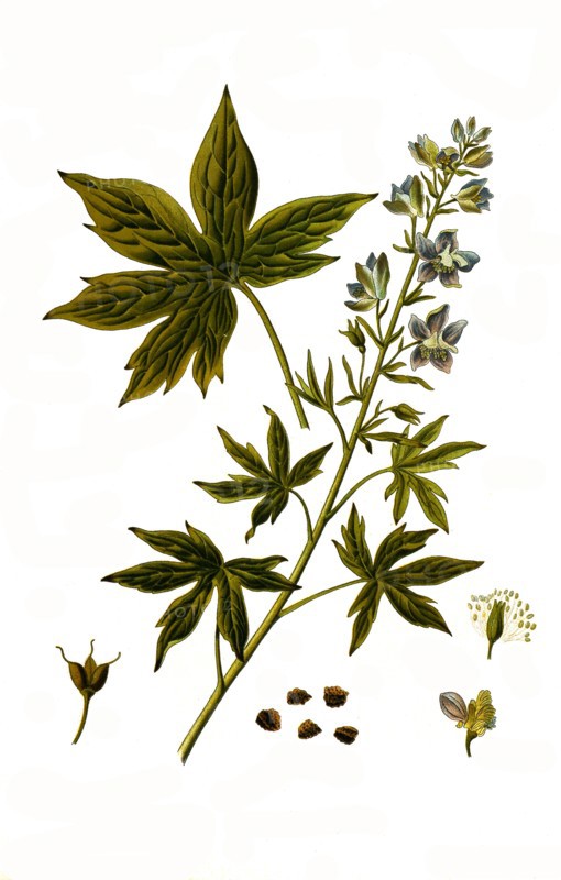Medicinal Plant