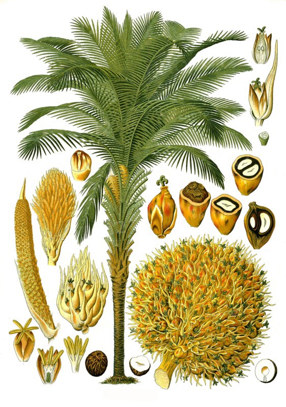 Medicinal Plant