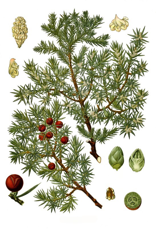 Medicinal Plant