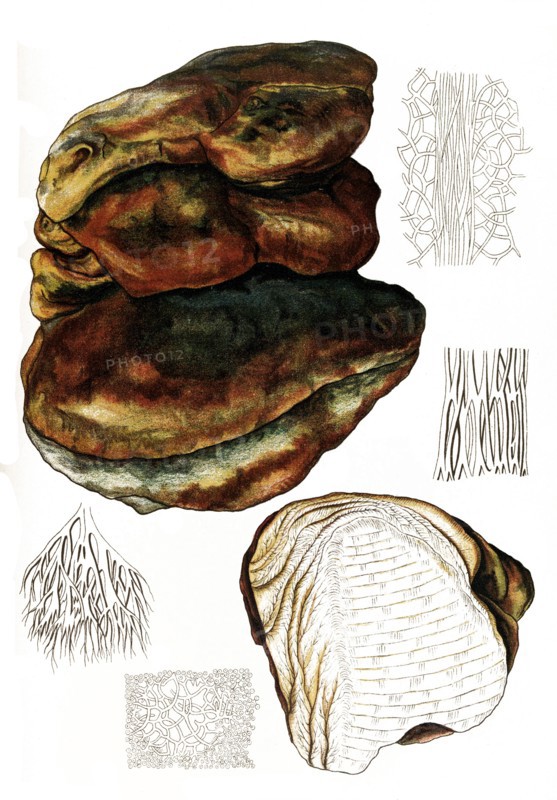 Mushroom