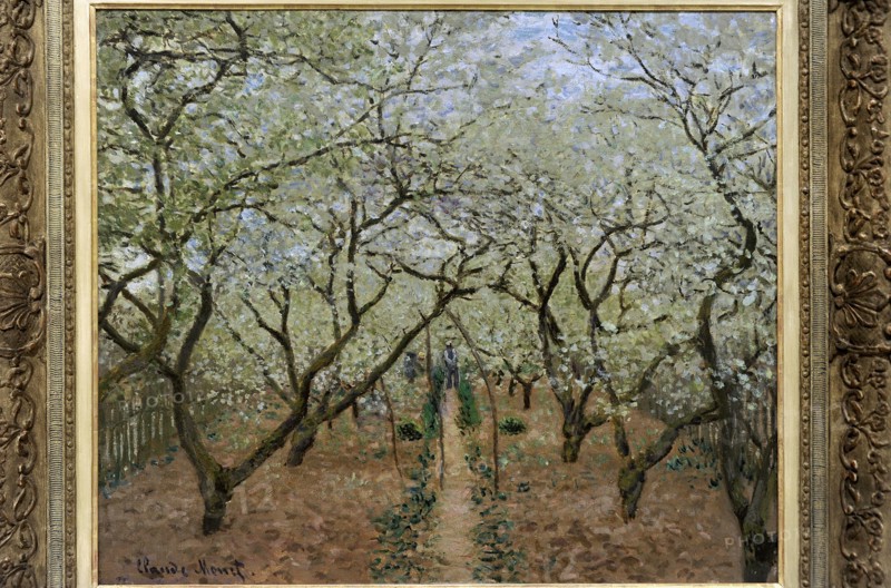 Orchard in bloom.