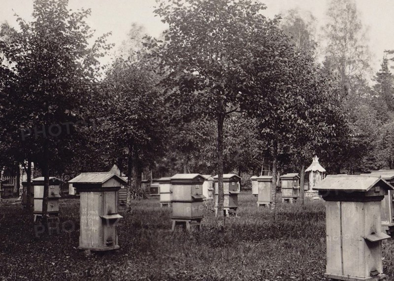 From the album of the experimental apiary of the Imperial Russian Society for the Acclimatization of Animals and Plants