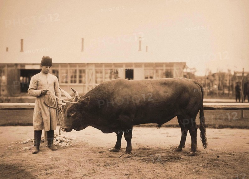 Exhibition of breeding cattle