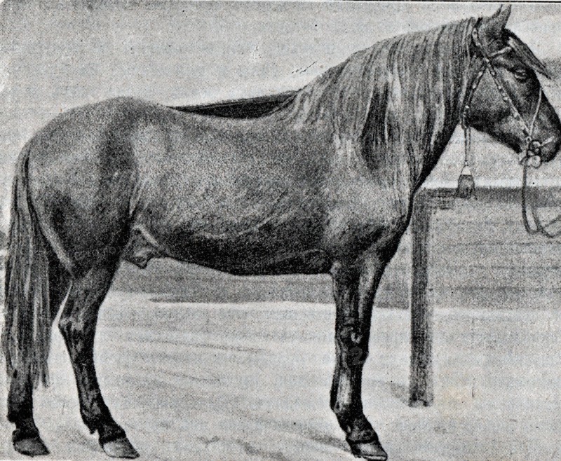 A Vyatka gelding