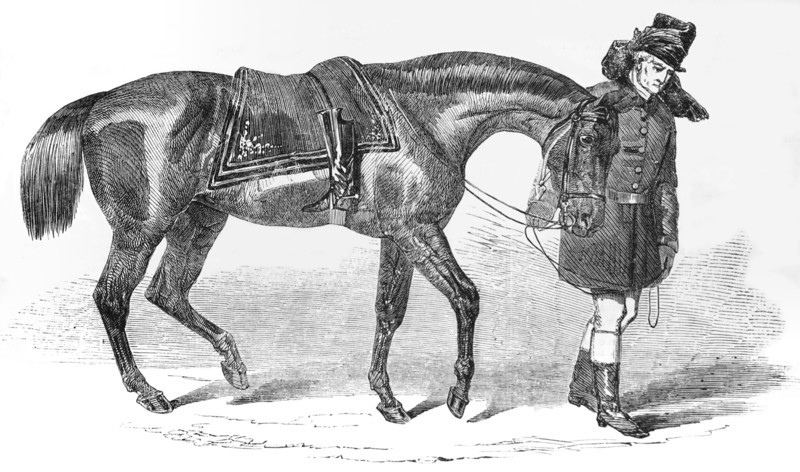 The Duke of Wellingtons horse being led away by the groom.