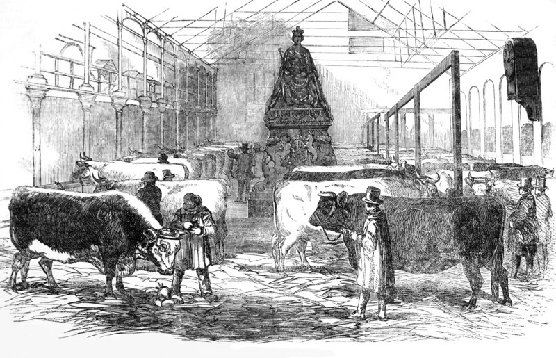 The Smithfield Club Cattle Showyard.