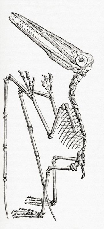 Fossil of a Pterodactylus, extinct flying reptile genus of pterosaurs.