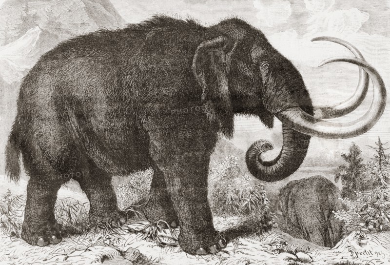 Artist's reconstruction of a woolly mammoth.